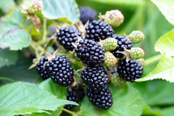 Blackberry Bush Removal in San Luis Obispo