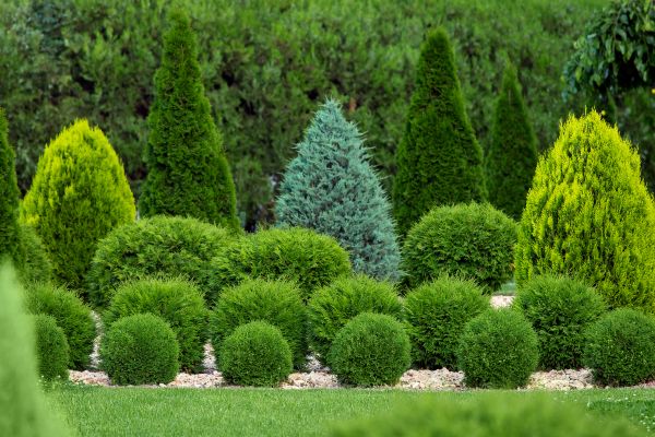 Cost of Bush Shaping Service in San Luis Obispo