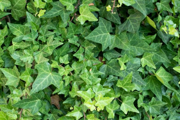 English Ivy Removal in San Luis Obispo