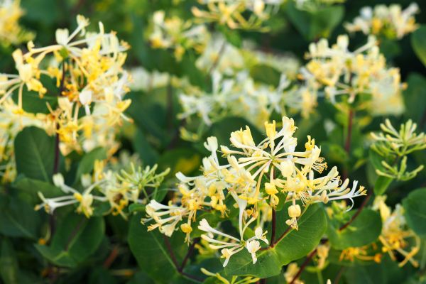 Honeysuckle Removal in San Luis Obispo