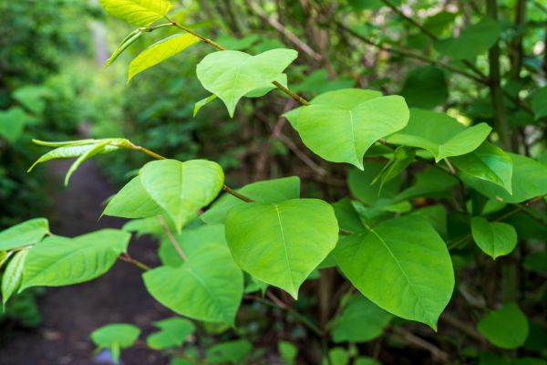 Invasive Plant Removal in San Luis Obispo