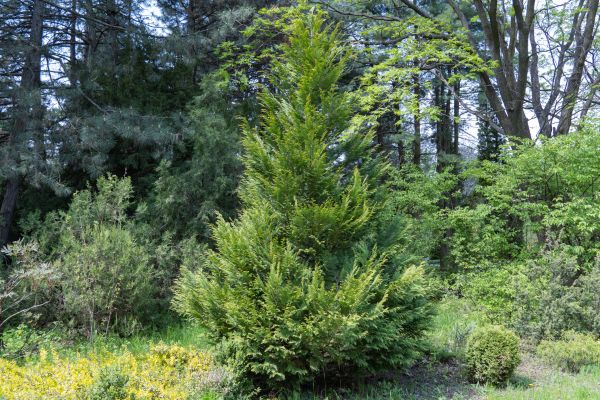 Juniper Pruning in San Luis Obispo