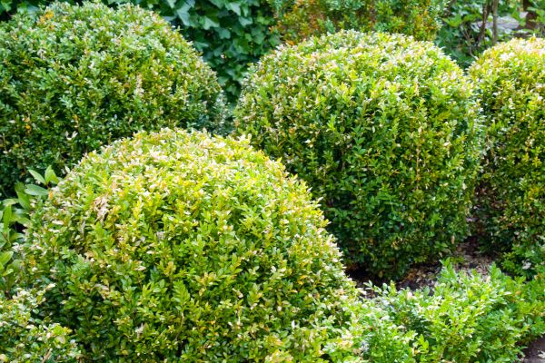 Landscape Trimming Service in San Luis Obispo