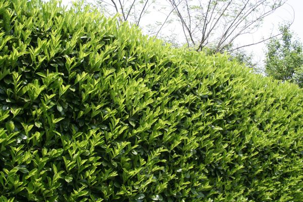 Cost of Laurel Removal in San Luis Obispo