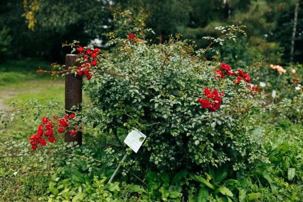 Rose Bush Removal in San Luis Obispo