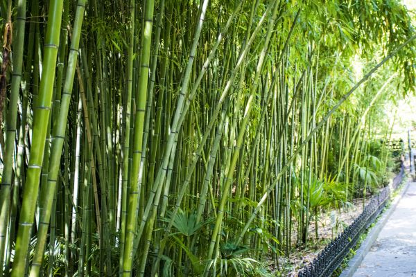 Bamboo Root Removal in San Luis Obispo