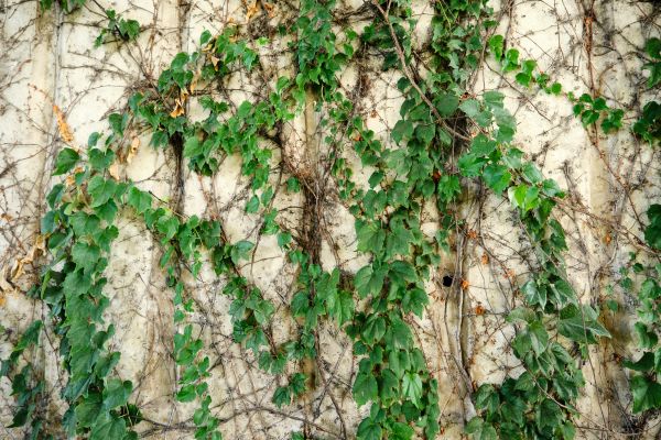 Vine Removal Service in San Luis Obispo