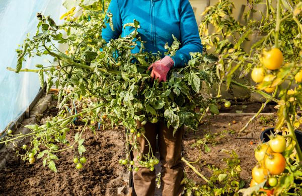 Cost of Garden Plant Removal in San Luis Obispo