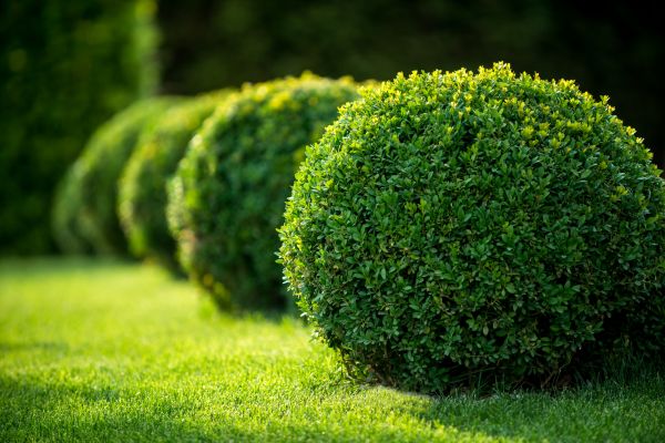 Cost of Bush Pruning in San Luis Obispo