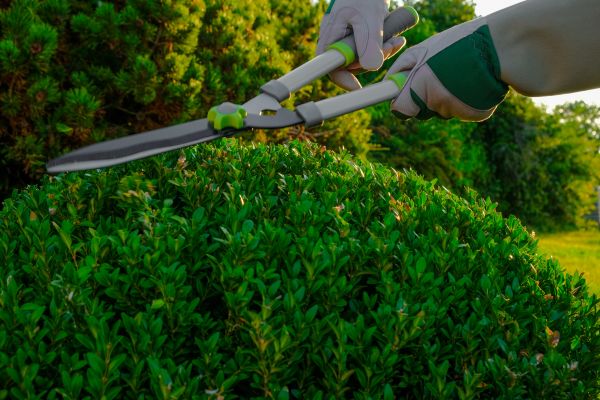 Cost of Topiary Shearing in San Luis Obispo