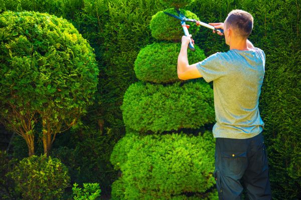 Cost of Topiary Shaping in San Luis Obispo