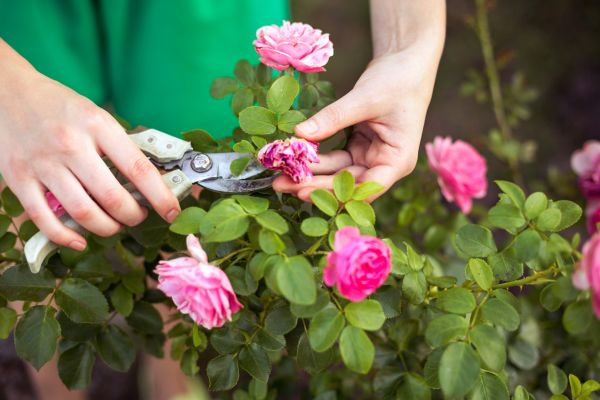Cost of Rose Shearing in San Luis Obispo