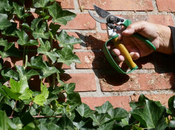 Ivy Removal Service in San Luis Obispo