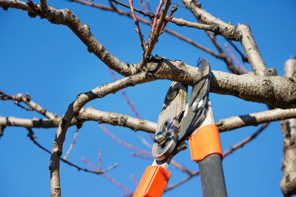 Selective Pruning in San Luis Obispo