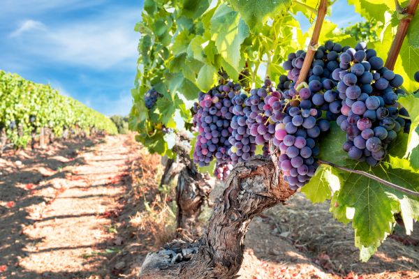 Cost of Grapevine Pruning in San Luis Obispo