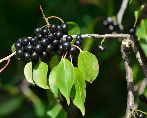 Buckthorn Removal in San Luis Obispo