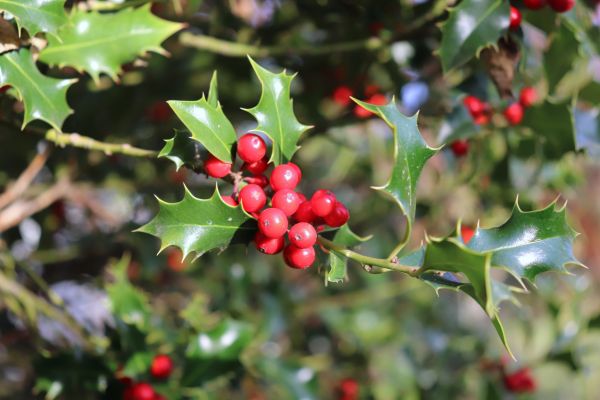 Holly Tree Trimming in San Luis Obispo