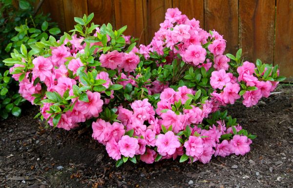 Cost of Azaleas Removal in San Luis Obispo