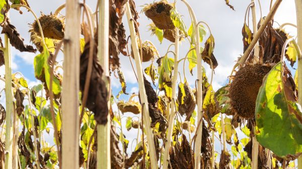 Cost of Dead Plant Removal in San Luis Obispo