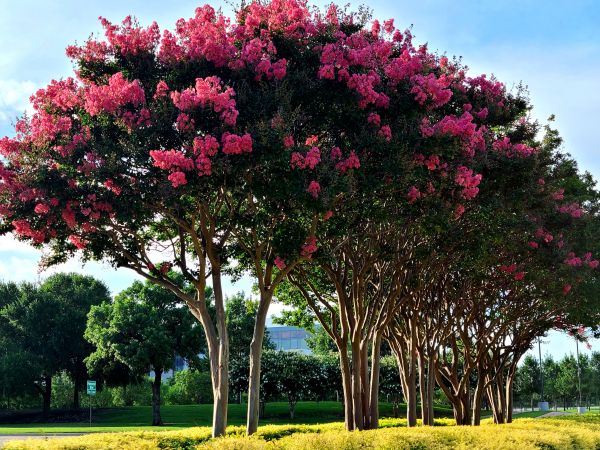 Cost of Crepe Myrtle Pruning in San Luis Obispo