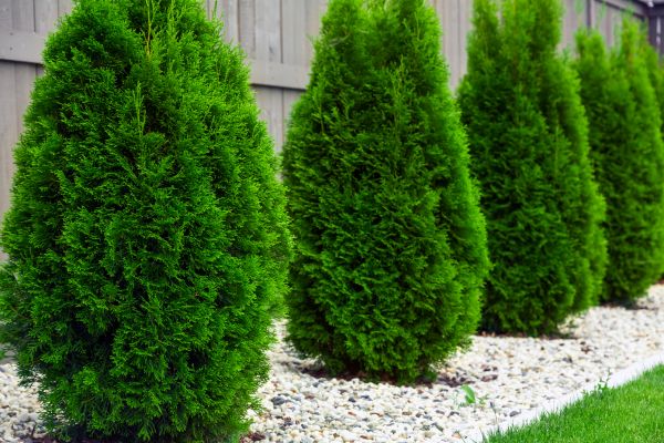 Arborvitae Pruning in San Luis Obispo