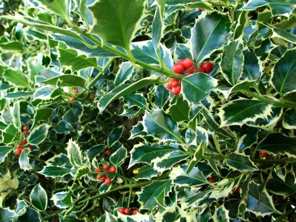 Holly Bushes Trimming in San Luis Obispo