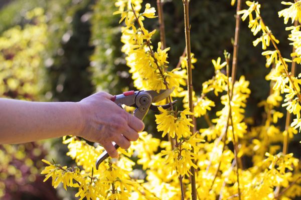 Forsythia Pruning in San Luis Obispo