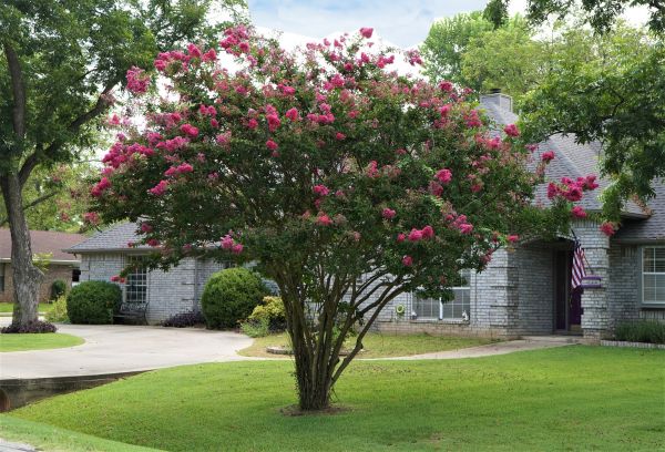 Crepe Myrtle Trimming in San Luis Obispo
