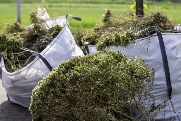 Cost of Shrubs Removal in San Luis Obispo