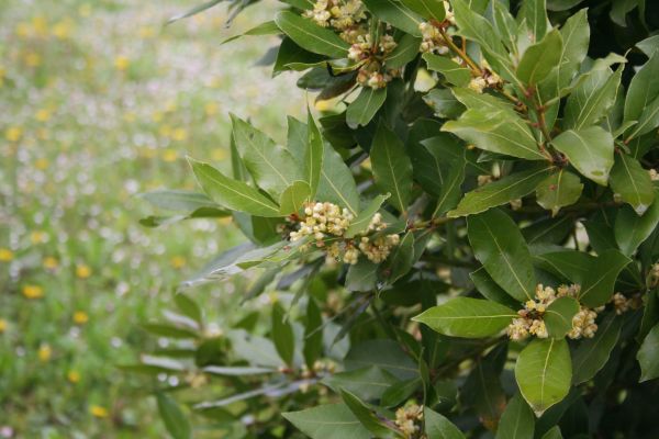 Laurel Trimming in San Luis Obispo