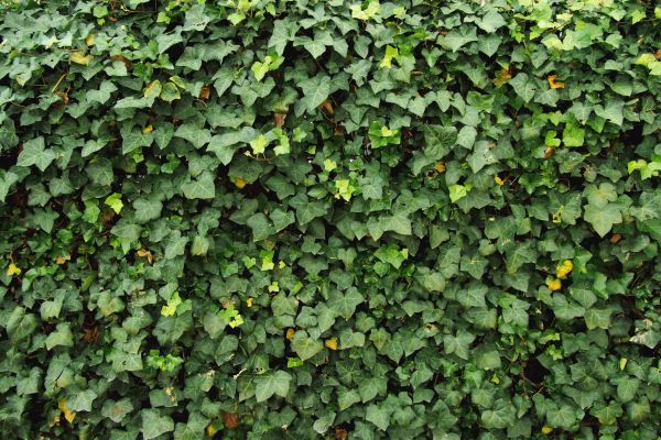 Cost of Ivy Pruning service in San Luis Obispo