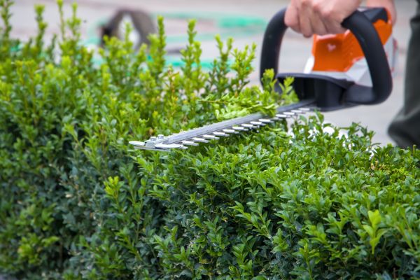 Cost of Evergreen Hedge Trimming in San Luis Obispo