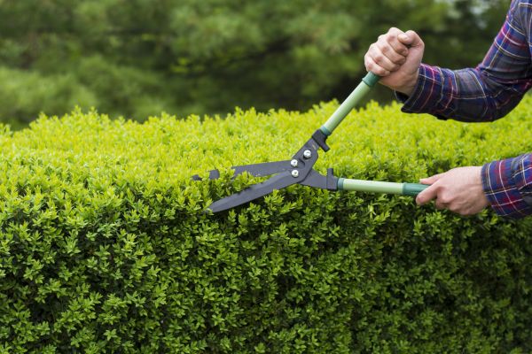 Evergreen Shrub Pruning in San Luis Obispo