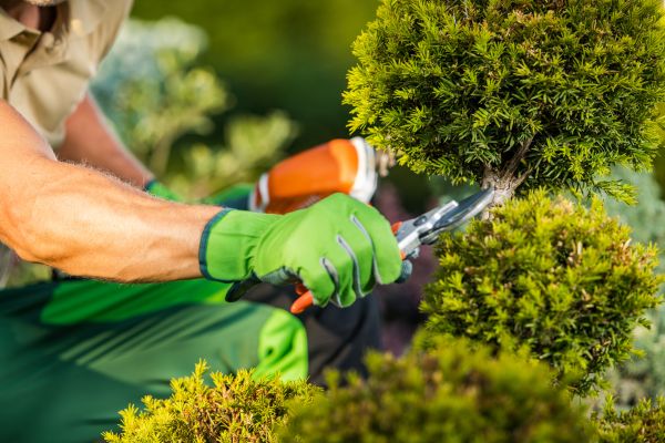 Landscape Pruning Service in San Luis Obispo