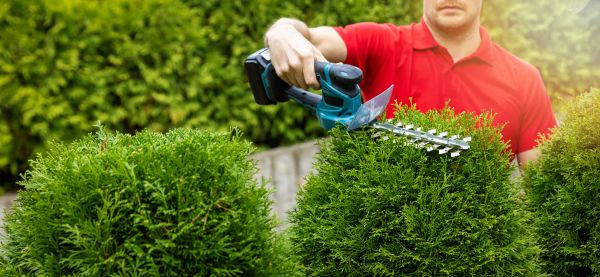 Cost of Hedge Shaping Service in San Luis Obispo