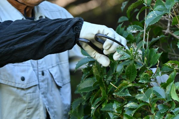Holly Pruning in San Luis Obispo