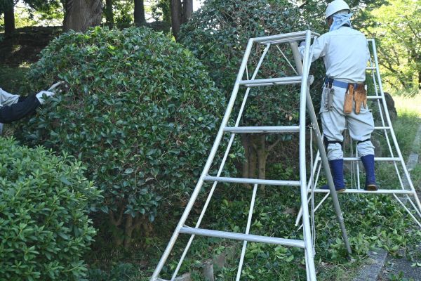 Cost of Holly Shaping in San Luis Obispo