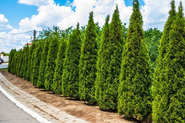 Cost of Arborvitae Shearing in San Luis Obispo