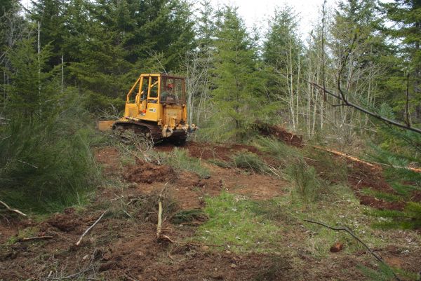 Cost of Shrubbery Clearing in San Luis Obispo