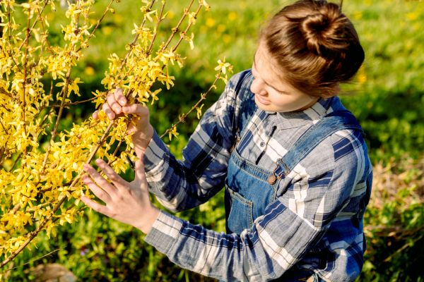 Forsythia Trimming in San Luis Obispo