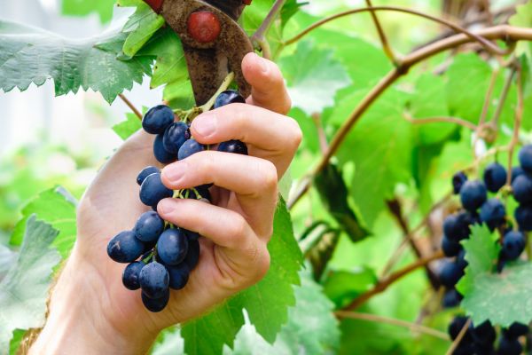Vineyard Pruning in San Luis Obispo