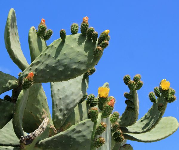 Cactus Removal in San Luis Obispo