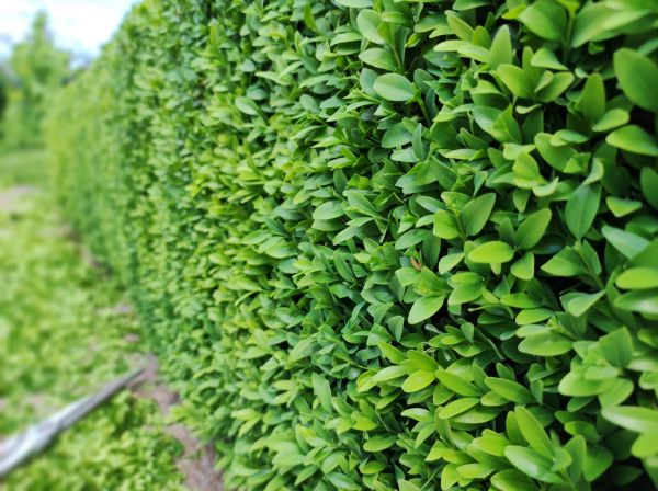 Cost of Boxwood Pruning in San Luis Obispo