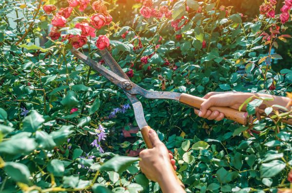 Knockout Roses Pruning in San Luis Obispo
