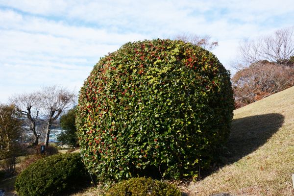 Holly Shrub Pruning in San Luis Obispo
