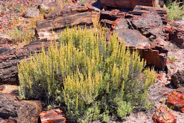 Sagebrush Removal in San Luis Obispo