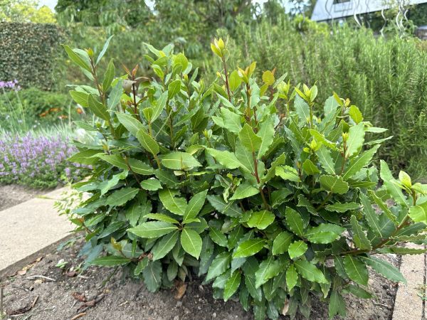 Laurel Hedge Trimming in San Luis Obispo