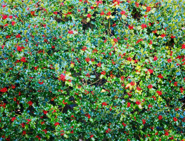 Holly Bush Removal in San Luis Obispo