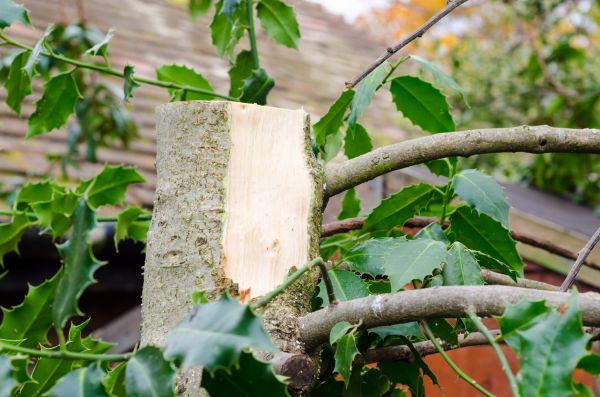 Holly Tree Removal in San Luis Obispo