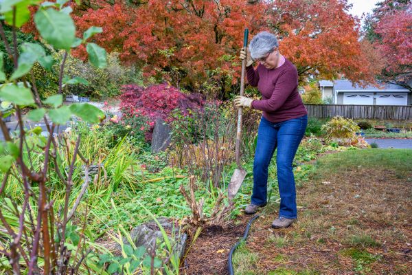 Dead Bush Removal in San Luis Obispo